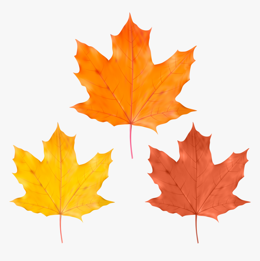 Yellow Leaf Png , Png Download, Transparent Png, Free Download