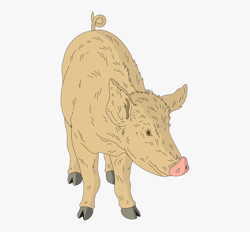 Domestic Pig, HD Png Download, Free Download