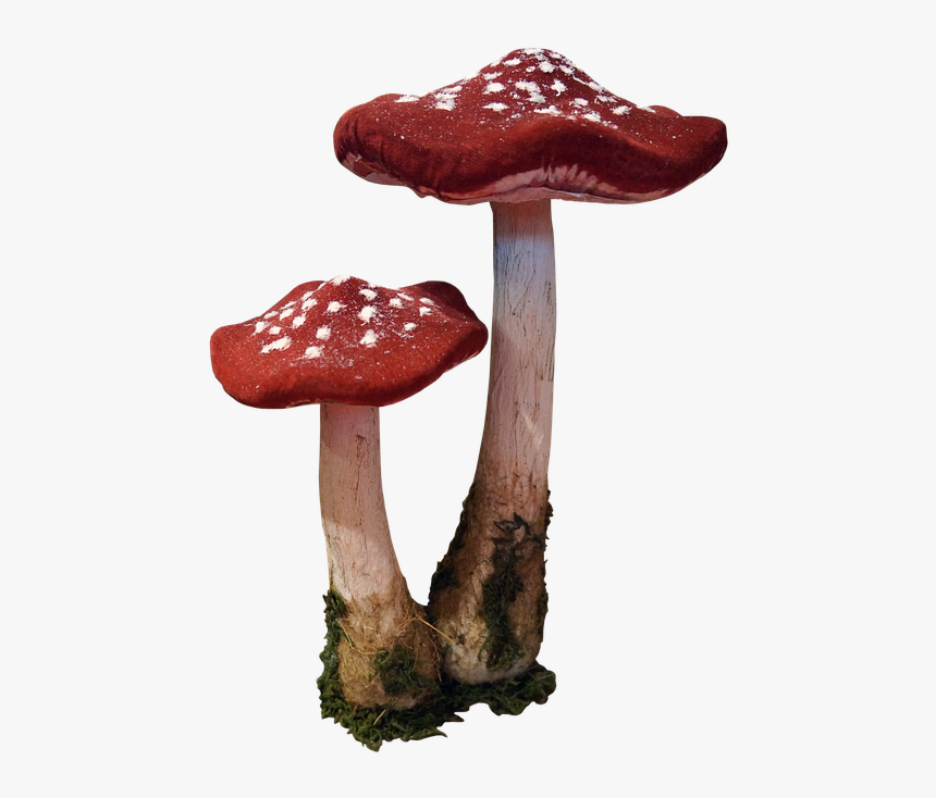 Mushroom, HD Png Download, Free Download