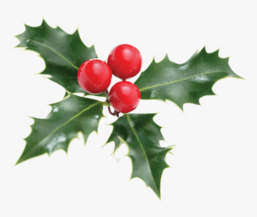 Christmas holly. Новогодний падуб лайн. Золотой падуб PNG. Holly Berries PNG. St Holly PNG.