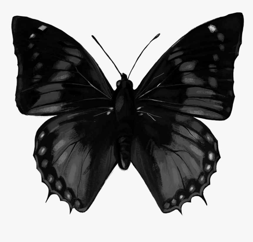 #butterfly #dark #tumblr - Butterfly Black, HD Png Download - kindpng