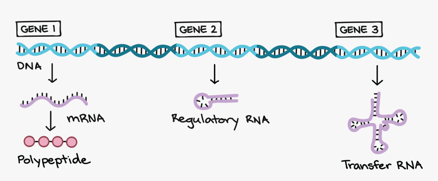 Dna Structure Clipart Genetic Trait - Genes Located In Dna, HD Png Download, Free Download