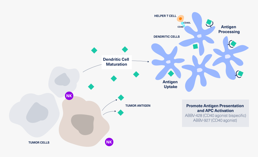 Immuno Oncology, HD Png Download, Free Download