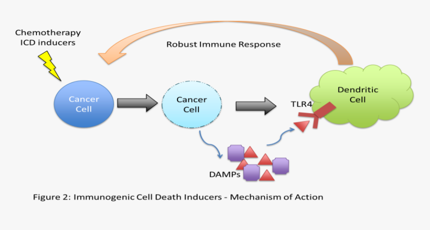 Cancer Immunology - Chemotherapy And Immunotherapy, HD Png Download, Free Download