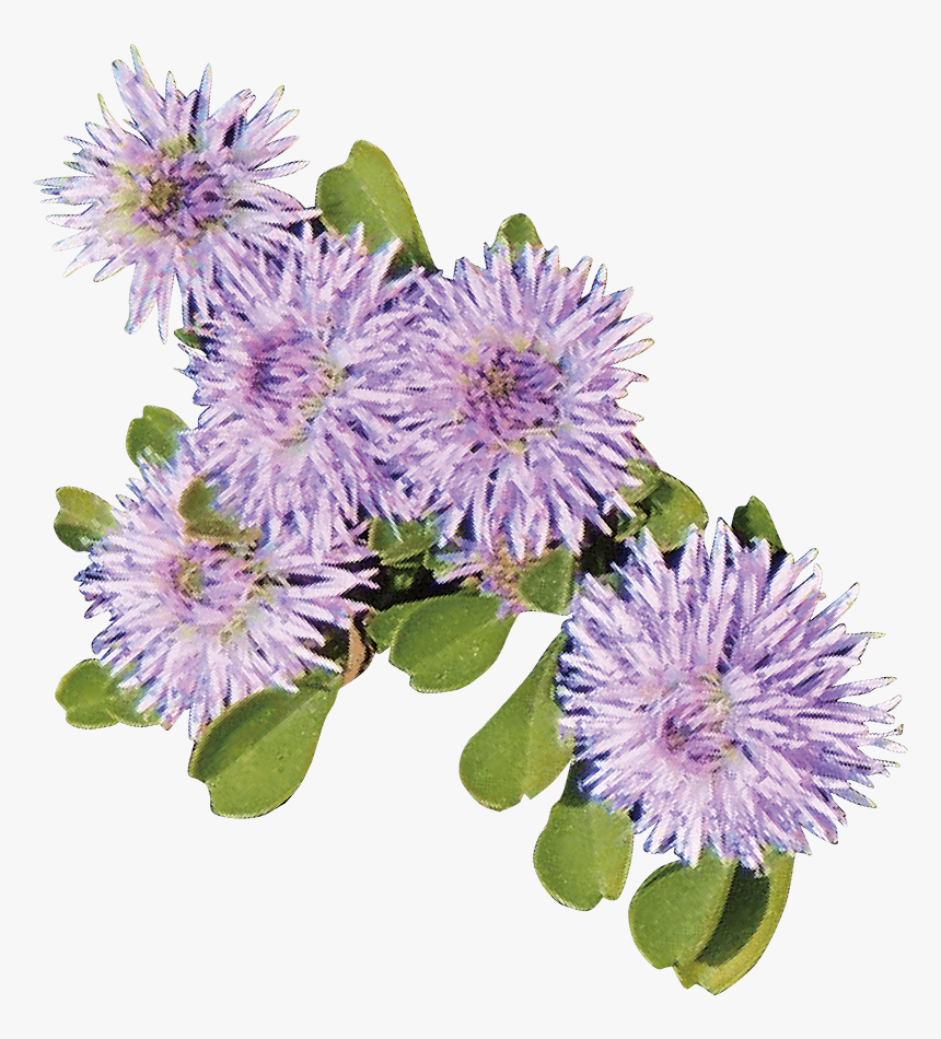 Globularia Cordifolia Stem Cell, HD Png Download, Free Download