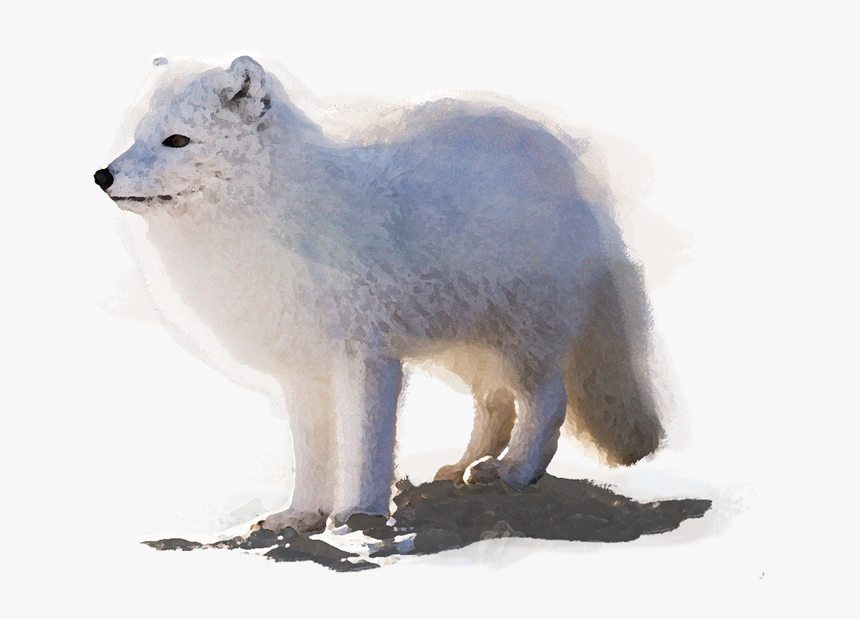 Arctic Fox, HD Png Download, Free Download