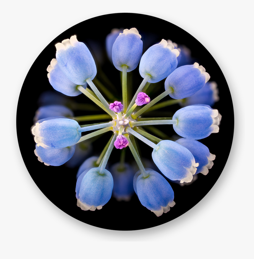 Grape Hyacinth, HD Png Download, Free Download