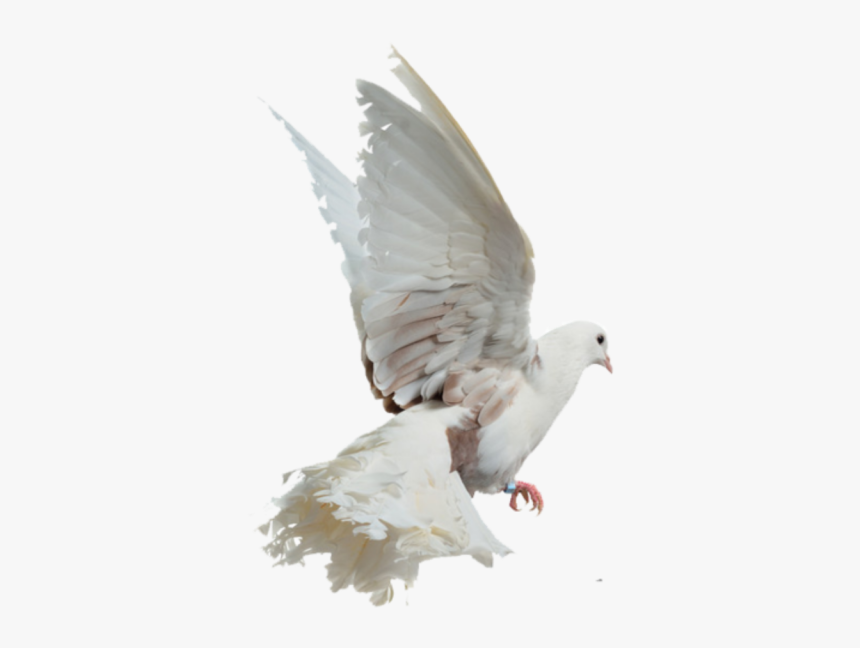 Bird Png For Picsart, Transparent Png, Free Download