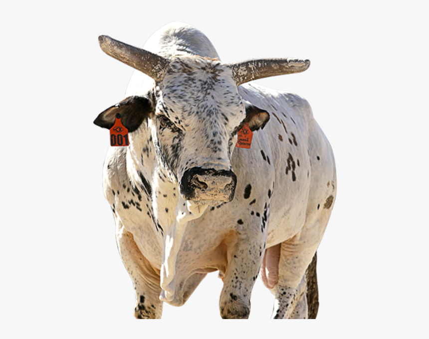 Pbr Bull Standings 2019, HD Png Download kindpng