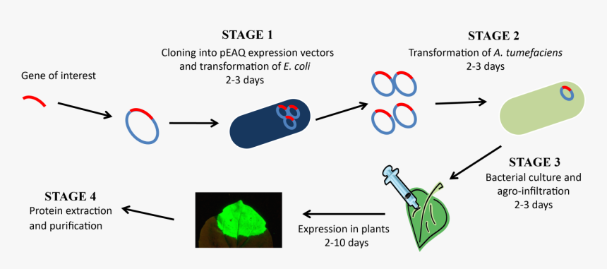 Heterologous Protein Expression, HD Png Download, Free Download