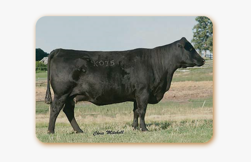 Er Barbara Perfection K075 - Dairy Cow, HD Png Download, Free Download