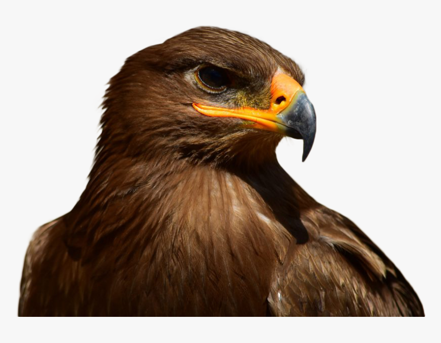 Eagle Brown Isolated - Eagle, HD Png Download, Free Download