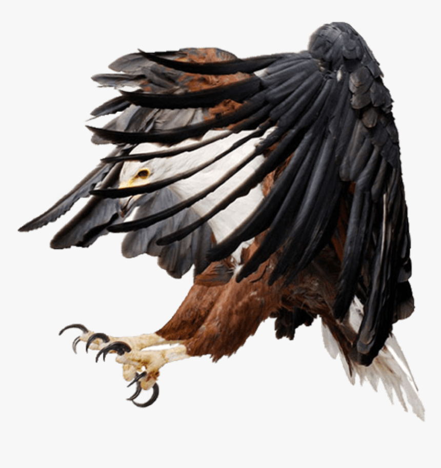 Transparent Png Fish Eagle, Png Download, Free Download