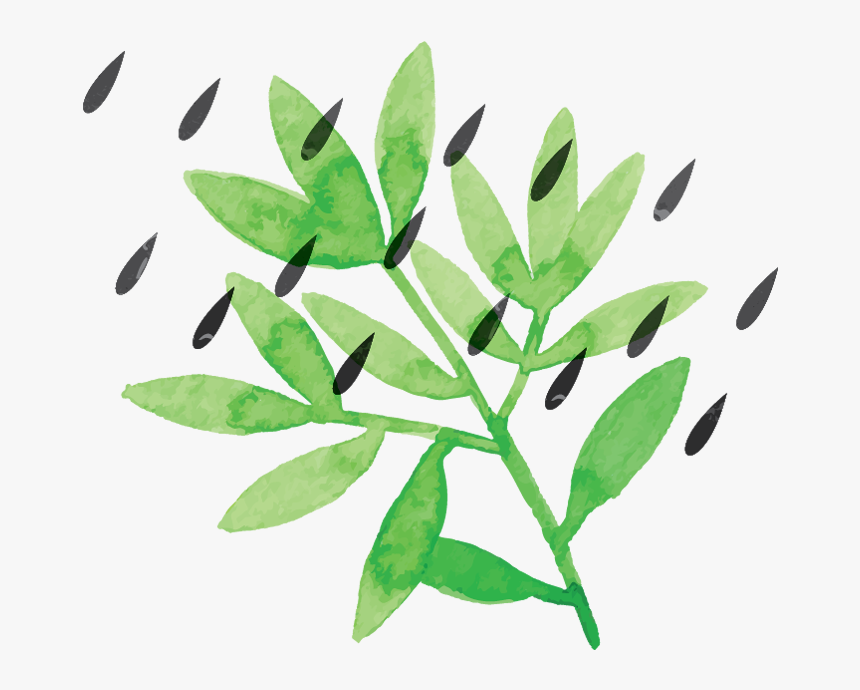 Plant With Rain Drops, HD Png Download, Free Download