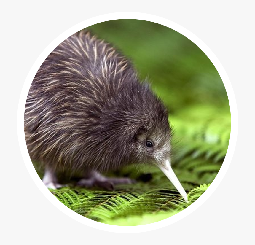 New Zealand Famous Animal, HD Png Download, Free Download