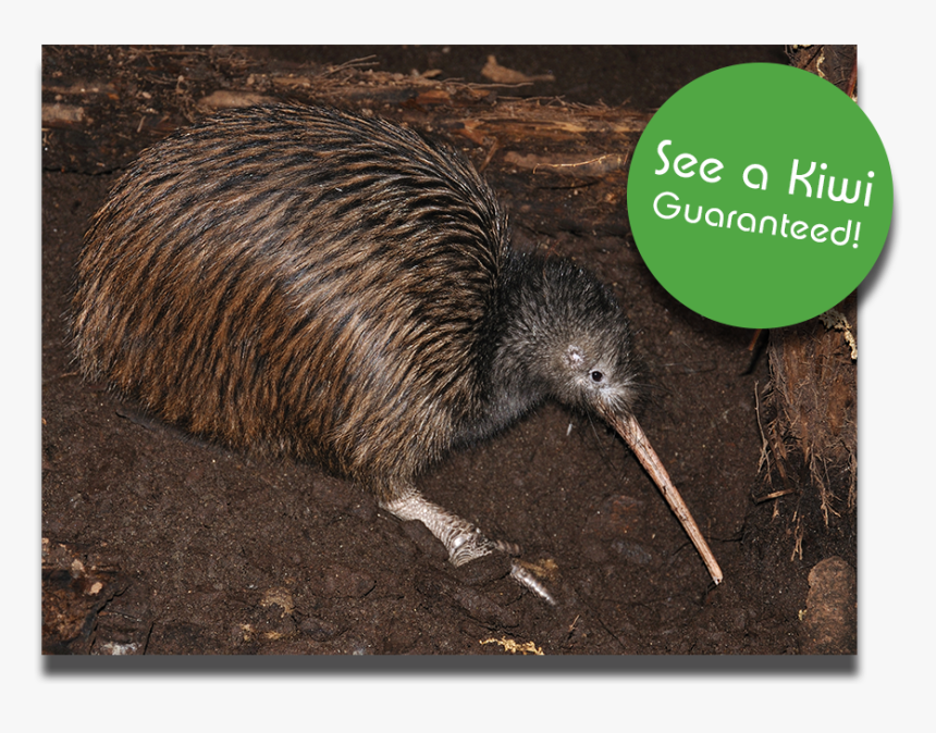 National Kiwi Centre Hokitika, HD Png Download, Free Download