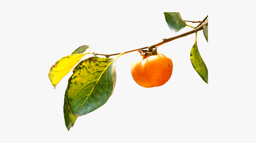 Persimmon Png - Persimmons Leaves Png, Transparent Png, Free Download