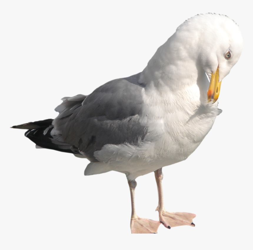 Seagull Png, Transparent Png, Free Download