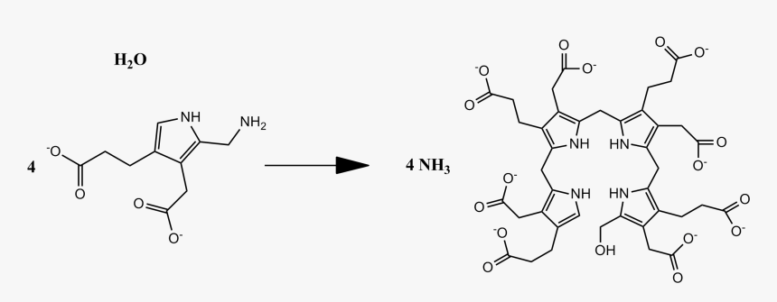 Overall Pbg Deaminase Reaction - Porphobilinogen Structure, HD Png Download, Free Download
