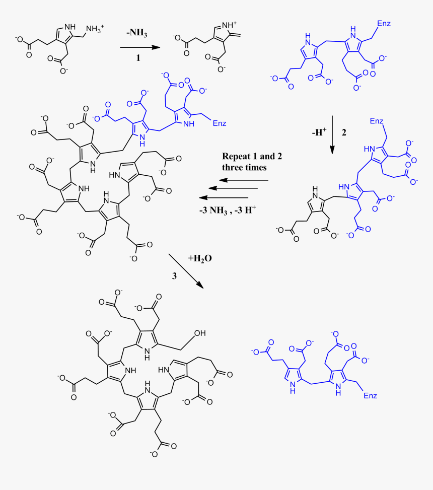 Full Pbg Deaminase Mechanism - Hydroxymethylbilane Synthase, HD Png Download, Free Download