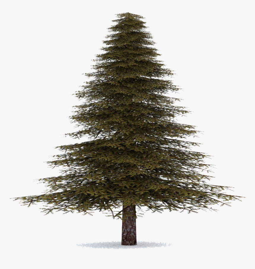 Download Fir Tree Png Image - Transparent Real Christmas Tree, Png Download, Free Download