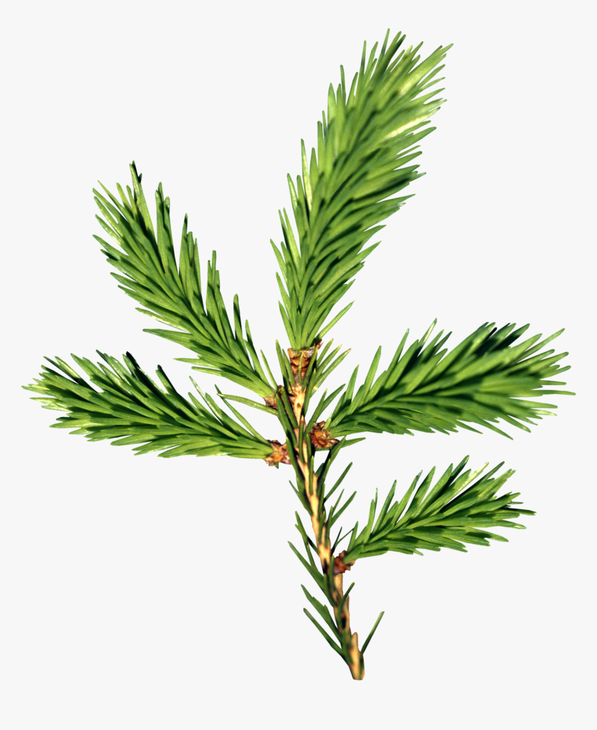 Fir Tree Png Transparent - Fir Balsam Png, Png Download, Free Download