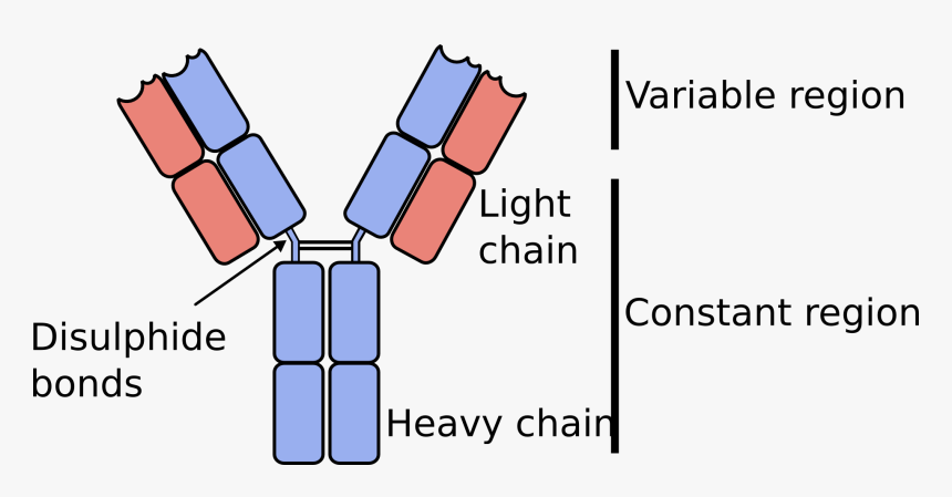 Monoclonal Antibody Light Chain, HD Png Download, Free Download
