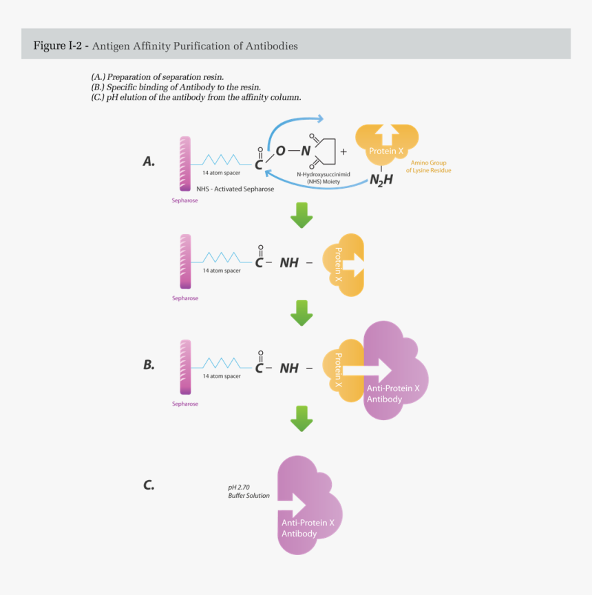 Affinity Purification Antigen Antibody, HD Png Download, Free Download