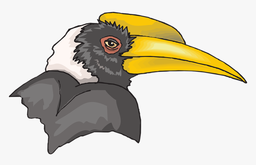 Head, Bird, Hornbill, Beak, Feathers, Breed - Hornbill Png, Transparent Png, Free Download