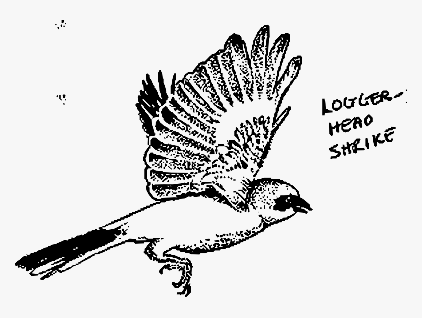 Logger-head Shrike Clip Arts - Loggerhead Shrike, HD Png Download, Free Download