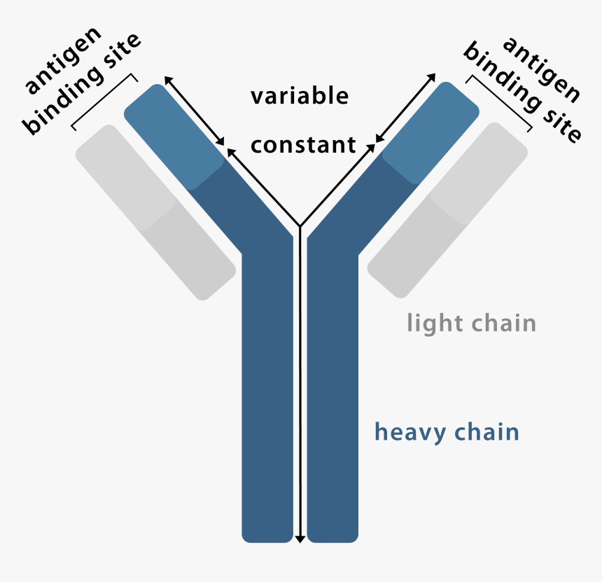 Antibody Graphic - Antibodies - Com - Graphics, HD Png Download, Free Download