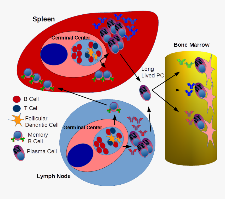 Development Of Memory B Cells & Antibody Producing - B Cell Activation ...