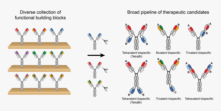 Building Blocks Of Antibodies, HD Png Download, Free Download