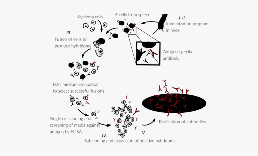 Monoclonal Antibody Generation Process - Hybridoma Generation, HD Png Download, Free Download