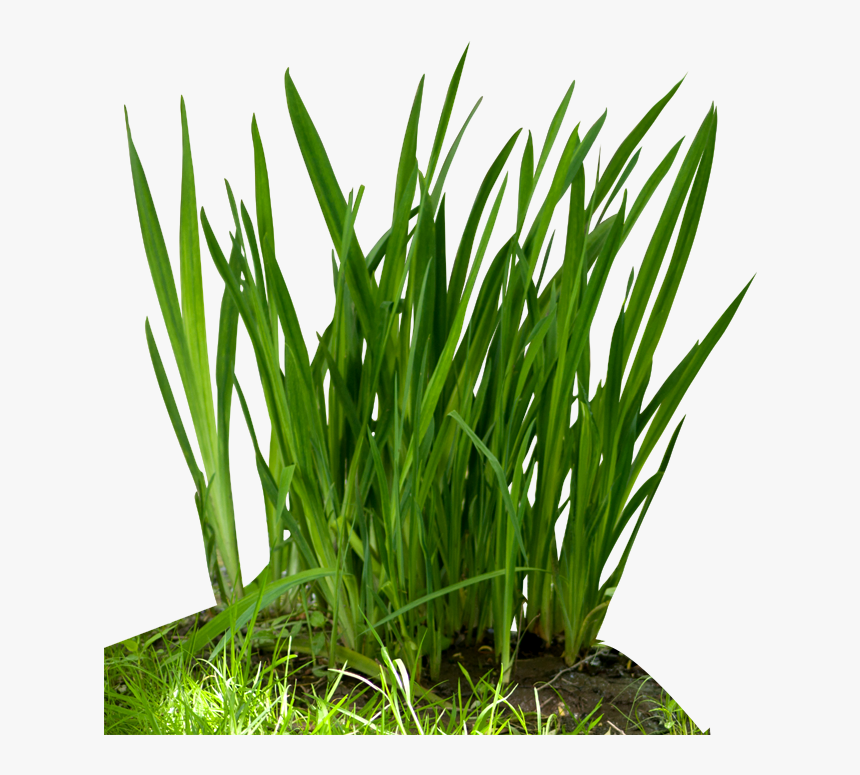 Fountain Grass Png - Grass In Food Chain, Transparent Png, Free Download