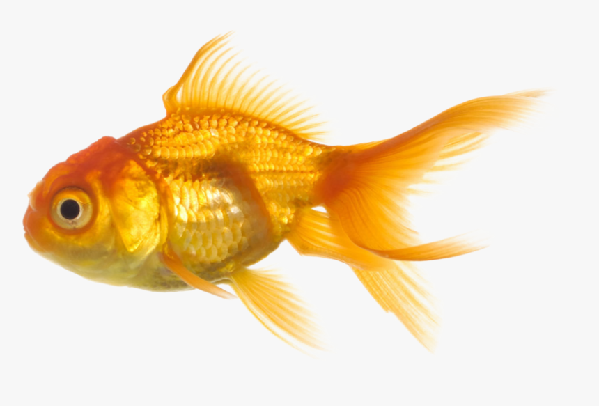 Photo Fish Png1157 Zps5b5d563f - Fish Transparent Png, Png Download, Free Download