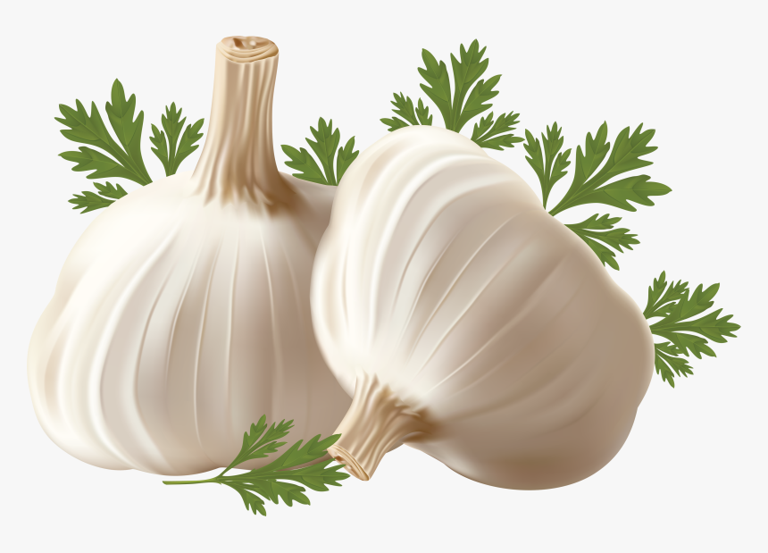 Garlic Free Vector Vegetables - Transparent Background Garlic Transparent, HD Png Download, Free Download