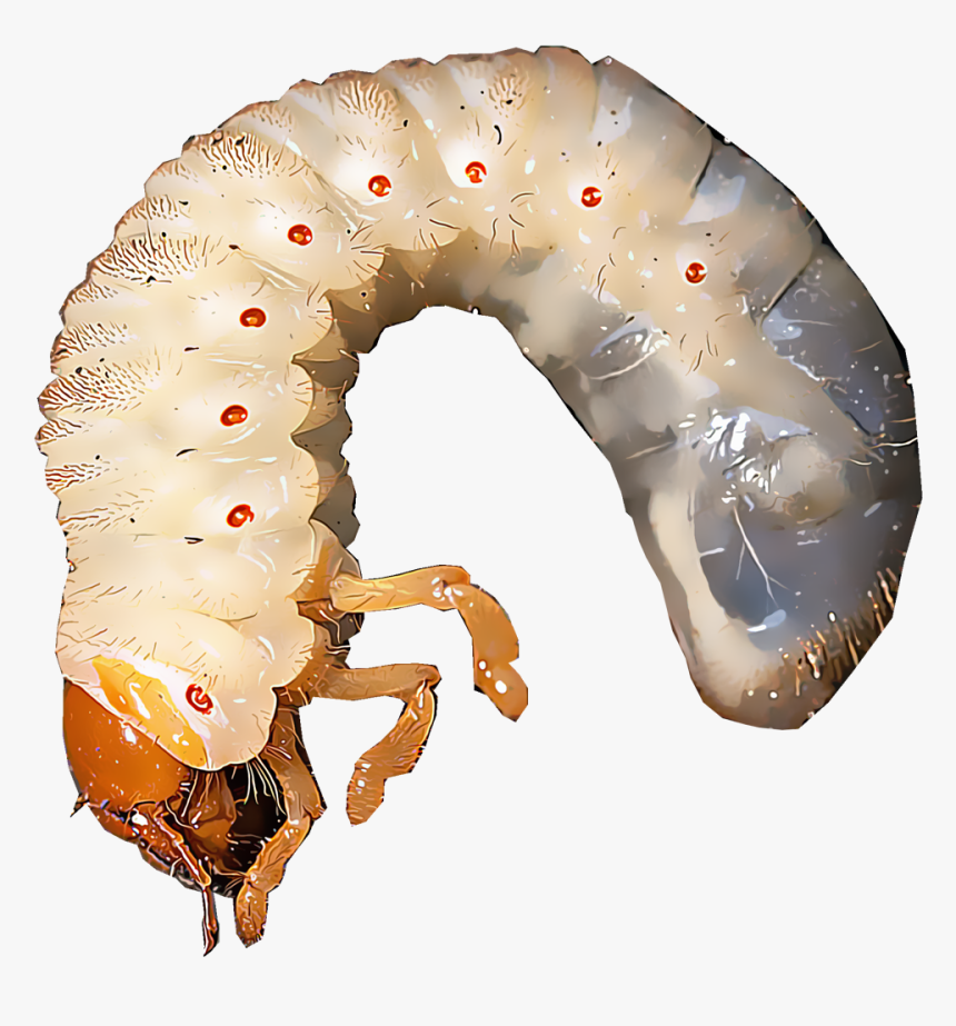 Larvae Png, Transparent Png, Free Download