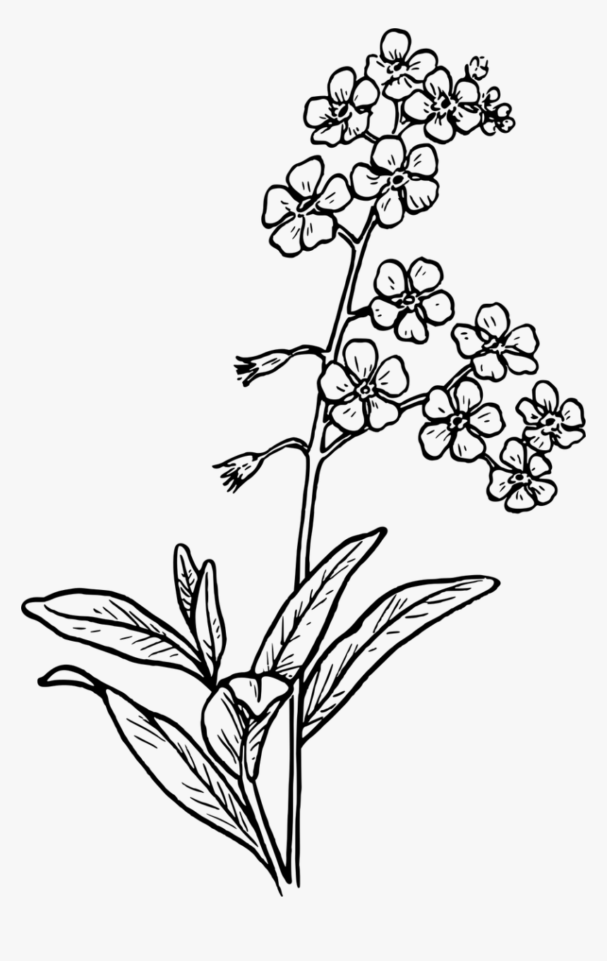 Grass,free Vector Graphics - Forget Me Not Flowers To Drawing, HD Png Download, Free Download