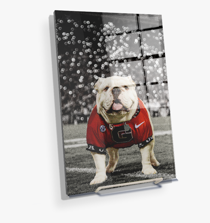 Uga Under The Lights - University Of Georgia, HD Png Download, Free Download