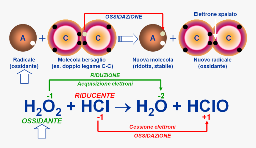 File - Stressossidativo - Oxidatív Stressz, HD Png Download, Free Download