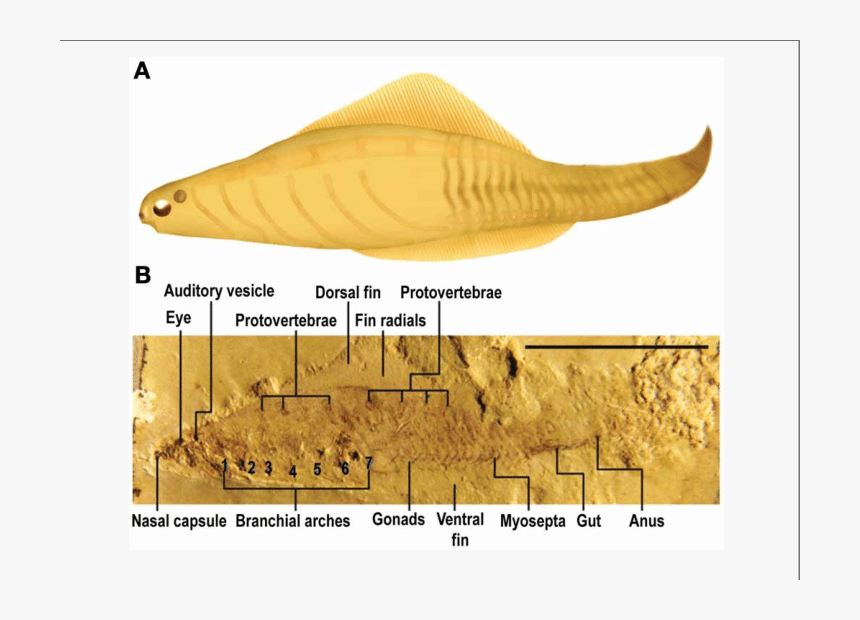 Slug, HD Png Download, Free Download