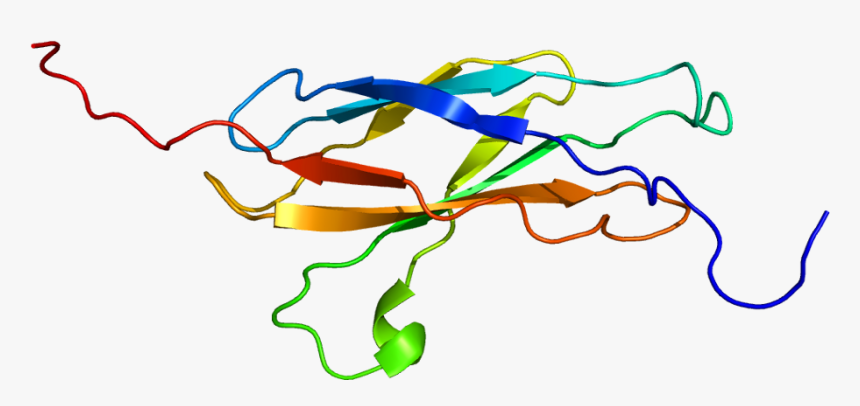 Protein Boc Pdb 1x4y - Orange, HD Png Download, Free Download