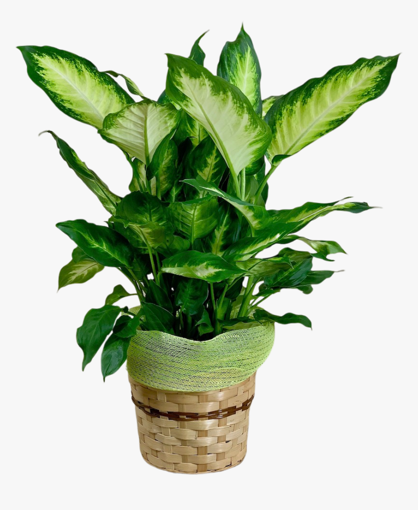 Lush Green Diffenbachia Plant In An 8-inch Woven Basket - Flowerpot, HD Png Download, Free Download