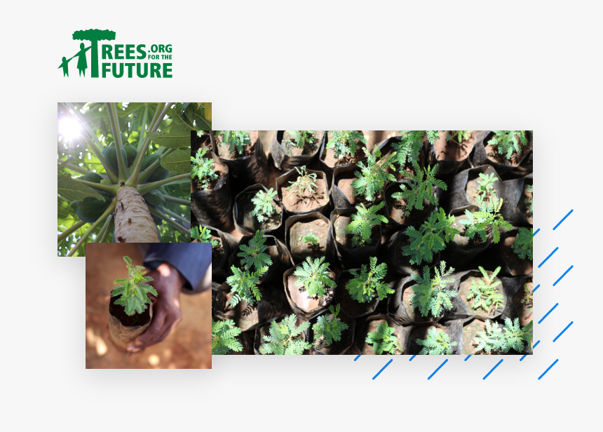 Trees For The Future, HD Png Download, Free Download