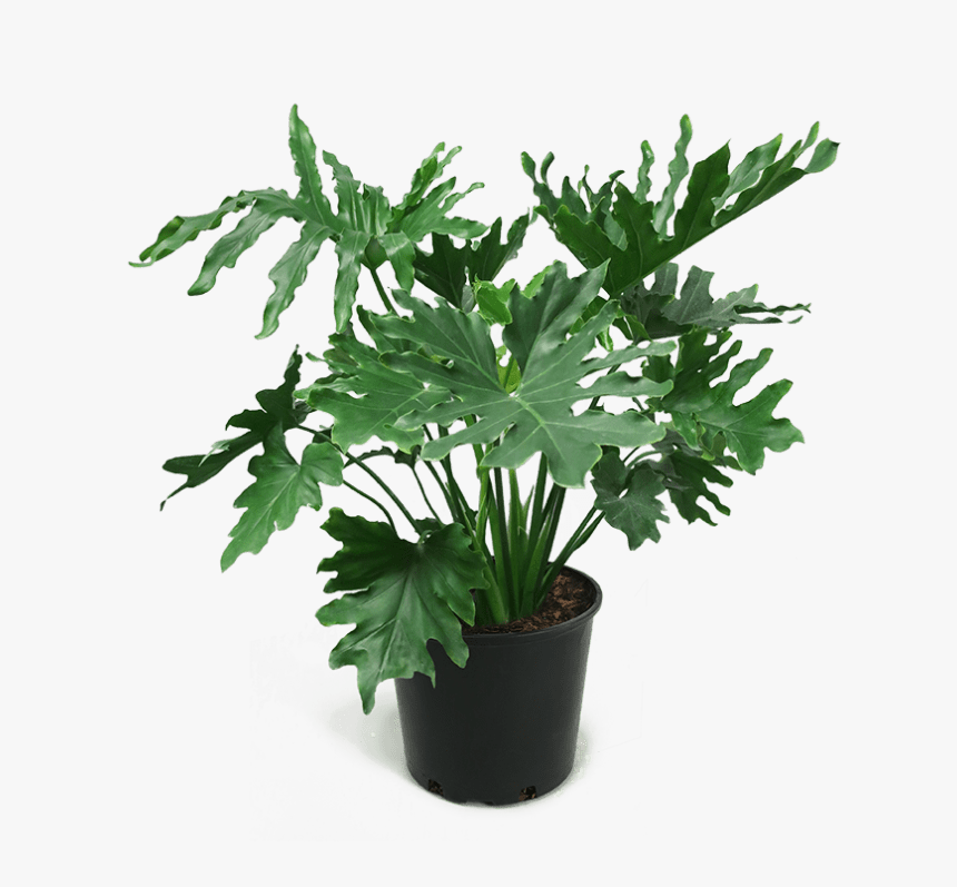 Philodendron Png, Transparent Png, Free Download