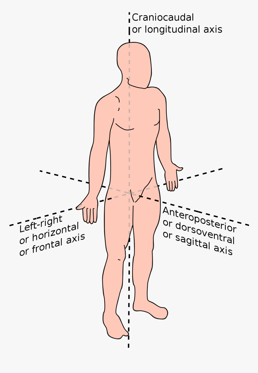 Anteroposterior And Dorsoventral Axis, HD Png Download, Free Download