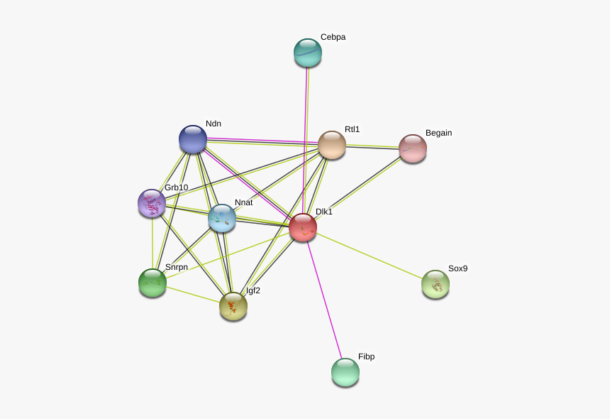 Dlk1 Protein - Circle, HD Png Download, Free Download