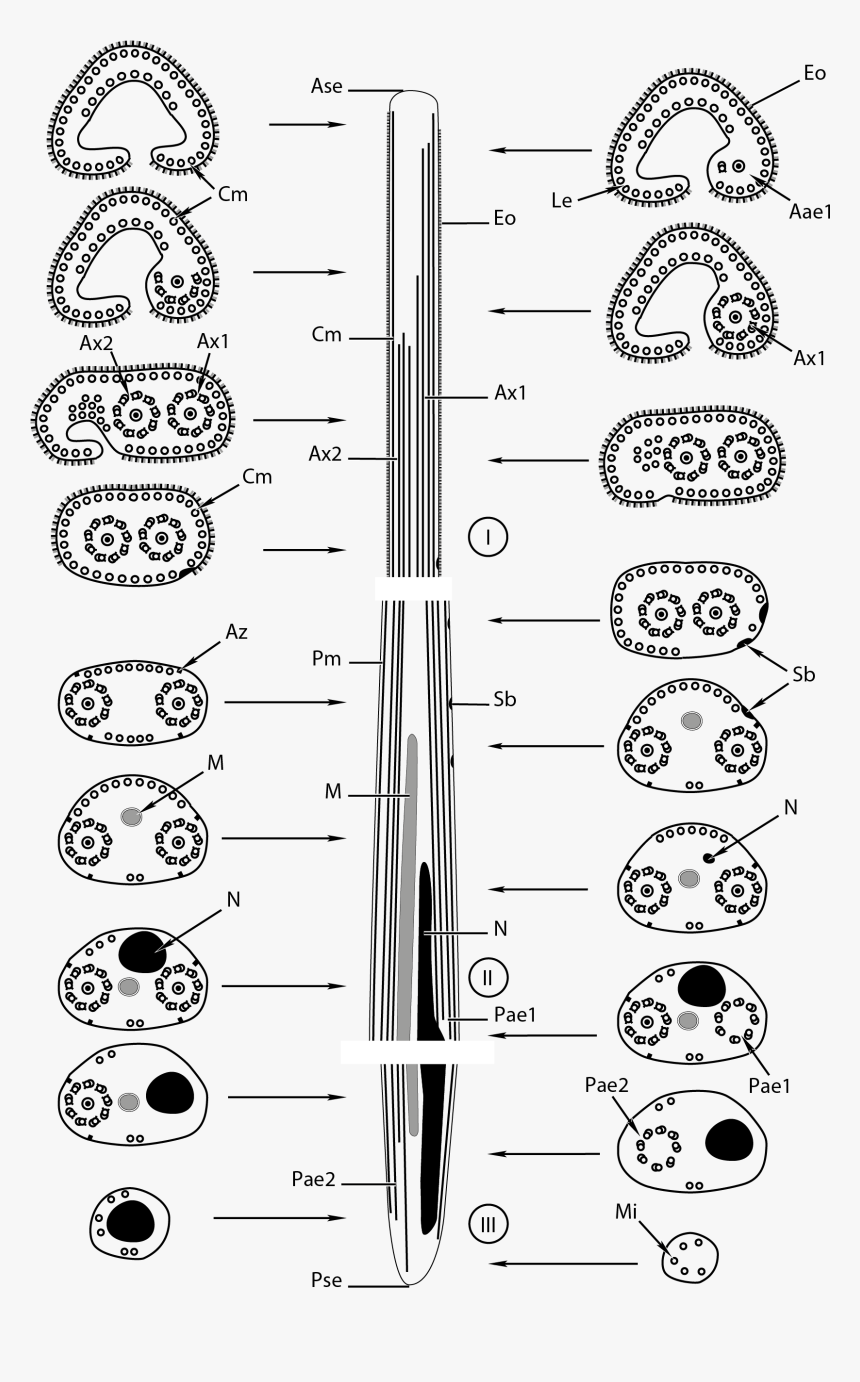 Spermatozoa Of Bucephalidae - Drawing, HD Png Download, Free Download