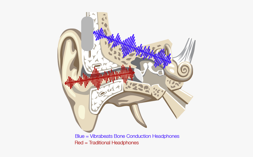 Honking Car Horn Clipart Picture Black And White Bone - Noise Induced Hearing Loss Diagram, HD Png Download, Free Download